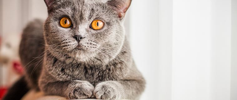 chat